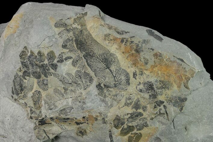 Fossil Fern (Neuropteris & Macroneuropteris) Plate - Kentucky #138523